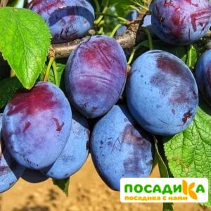 Слива Чачакская ранняя купить по цене от 229.00р. в интернет-магазине «Посадика» с доставкой почтой в в Иланскийе и по всей России – [изображение №1].