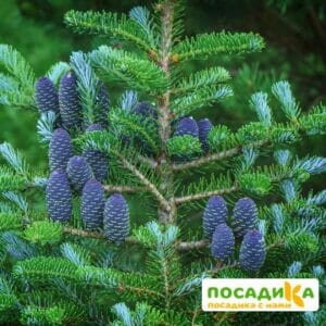 Пихта корейская (Abies koreana) купить по цене от 450.00р. в интернет-магазине «Посадика» с доставкой почтой в в Иланскийе и по всей России – [изображение №1].