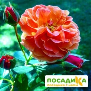 Роза Арабия купить по цене от 350.00р. в интернет-магазине «Посадика» с доставкой почтой в в Иланскийе и по всей России – [изображение №1].