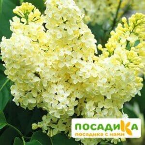 Сирень Примроуз (Primrose) купить по цене от 529.00р. в интернет-магазине «Посадика» с доставкой почтой в в Иланскийе и по всей России – [изображение №1].