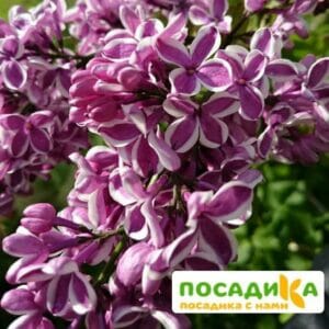 Сирень Сенсация купить по цене от 529.00р. в интернет-магазине «Посадика» с доставкой почтой в в Иланскийе и по всей России – [изображение №1].