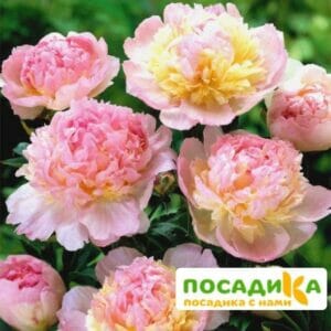 Пион Распберри Сандей (Paeonia Raspberry Sundae) купить по цене от 959р. в интернет-магазине «Посадика» с доставкой почтой в в Иланскийе и по всей России – [изображение №1].