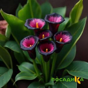 Калла Аура Лейс купить по цене от 400р. в интернет-магазине «Посадика» с доставкой почтой в в Иланскийе и по всей России – [изображение №1].