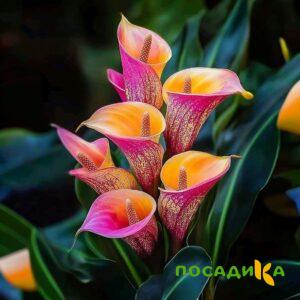 Калла Оникс купить по цене от 450р. в интернет-магазине «Посадика» с доставкой почтой в в Иланскийе и по всей России – [изображение №1].