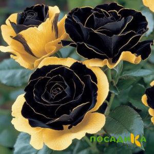 Роза Ханни Сикл купить по цене от 700р. в интернет-магазине «Посадика» с доставкой почтой в в Иланскийе и по всей России – [изображение №1].