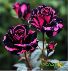Роза Багровый Шепот купить по цене от 366р. в интернет-магазине «Посадика» с доставкой почтой в в Иланскийе и по всей России – [изображение №1].