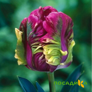 Тюльпан Экзотик Хэвен купить по цене от 186р. в интернет-магазине «Посадика» с доставкой почтой в в Иланскийе и по всей России – [изображение №1].