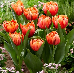 Тюльпан Гудошник Дабл купить по цене от 185р. в интернет-магазине «Посадика» с доставкой почтой в в Иланскийе и по всей России – [изображение №1].