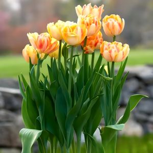Тюльпан Верона Санрайз купить по цене от 280р. в интернет-магазине «Посадика» с доставкой почтой в в Иланскийе и по всей России – [изображение №1].