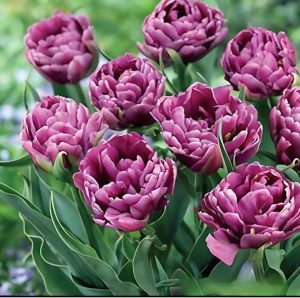 Тюльпан Айс Крим купить по цене от 430р. в интернет-магазине «Посадика» с доставкой почтой в в Иланскийе и по всей России – [изображение №1].