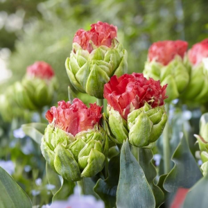 Тюльпан Бычий Глаз купить по цене от 275р. в интернет-магазине «Посадика» с доставкой почтой в в Иланскийе и по всей России – [изображение №1].