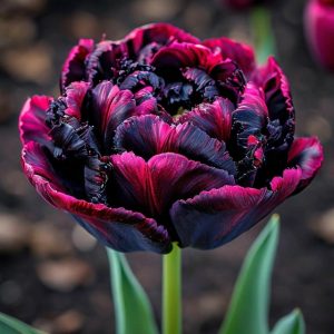 Тюльпан Фламинго купить по цене от 500р. в интернет-магазине «Посадика» с доставкой почтой в в Иланскийе и по всей России – [изображение №1].