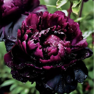 Пион Темный Сад купить по цене от 421р. в интернет-магазине «Посадика» с доставкой почтой в в Иланскийе и по всей России – [изображение №1].