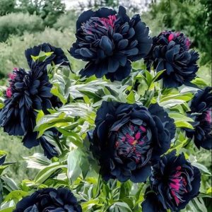 Пион древовидный Сердце Афродиты купить по цене от 600р. в интернет-магазине «Посадика» с доставкой почтой в в Иланскийе и по всей России – [изображение №1].