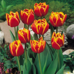 Тюльпан Блэк Фаер купить по цене от 275р. в интернет-магазине «Посадика» с доставкой почтой в в Иланскийе и по всей России – [изображение №1].