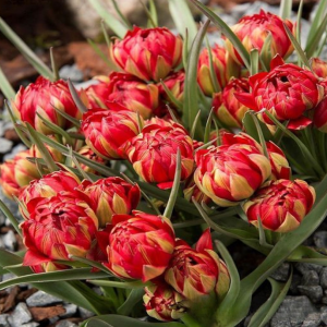 Тюльпан Ап Пинк купить по цене от 390р. в интернет-магазине «Посадика» с доставкой почтой в в Иланскийе и по всей России – [изображение №1].