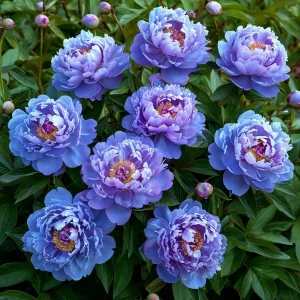 Пион Голубой лотос купить по цене от 590р. в интернет-магазине «Посадика» с доставкой почтой в в Иланскийе и по всей России – [изображение №1].