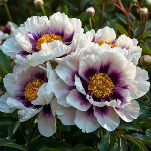 Пион Эко Саммер купить по цене от 548р. в интернет-магазине «Посадика» с доставкой почтой в в Иланскийе и по всей России – [изображение №1].