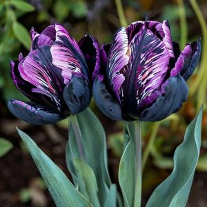 Тюльпан Блэк Каньон купить по цене от 305р. в интернет-магазине «Посадика» с доставкой почтой в в Иланскийе и по всей России – [изображение №1].