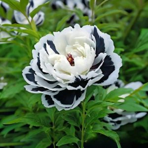 Пион Монохромный Шик купить по цене от 429р. в интернет-магазине «Посадика» с доставкой почтой в в Иланскийе и по всей России – [изображение №1].