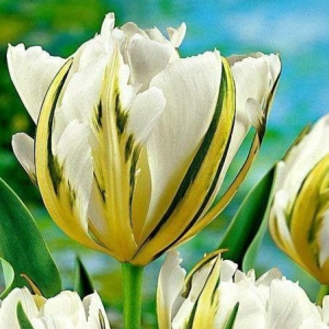 Тюльпан Экзотик Пуруссима купить по цене от 305р. в интернет-магазине «Посадика» с доставкой почтой в в Иланскийе и по всей России – [изображение №1].