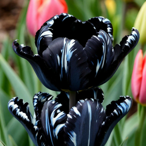 Тюльпан Шелк Нуар купить по цене от 219р. в интернет-магазине «Посадика» с доставкой почтой в в Иланскийе и по всей России – [изображение №1].