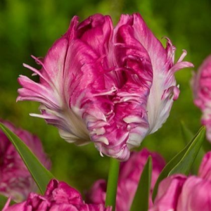 Тюльпан махровый Кул Кристал купить по цене от 400р. в интернет-магазине «Посадика» с доставкой почтой в в Иланскийе и по всей России – [изображение №1].