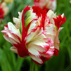 Тюльпан Эстелла Рижнвельд купить по цене от 500р. в интернет-магазине «Посадика» с доставкой почтой в в Иланскийе и по всей России – [изображение №1].