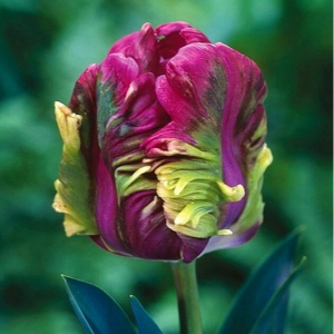 Тюльпан Экзотик Хэвен купить по цене от 186р. в интернет-магазине «Посадика» с доставкой почтой в в Иланскийе и по всей России – [изображение №1].