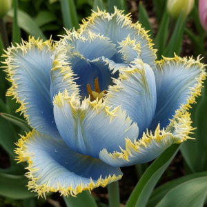 Тюльпан Махровый Амплуа купить по цене от 199р. в интернет-магазине «Посадика» с доставкой почтой в в Иланскийе и по всей России – [изображение №1].