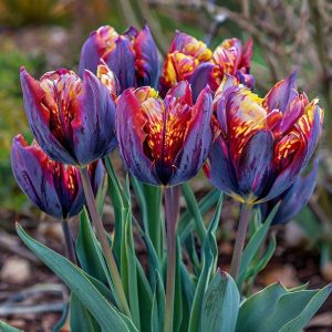 Тюльпан Опал Дрим купить по цене от 207р. в интернет-магазине «Посадика» с доставкой почтой в в Иланскийе и по всей России – [изображение №1].